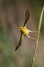 Eastern golden weaver (Ploceus subaureus), adult, female, aut Warte, flying up, Saint Lucia