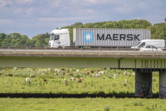 Container lorry on the A40 motorway, bridge over the Ruhr and Styrumer Ruhrauen, herd of cattle,