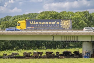 Lorry on the A40 motorway, bridge over the Ruhr and Styrumer Ruhrauen, herd of cattle, dairy cows