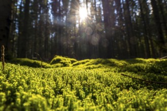 Forest, Sauerland landscape, mosses and ferns, Rothaargebirge, north-west, above the town of Bad