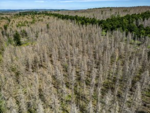 Cleared forest in the Eggegebirge, near Lichtenau, Paderborn district, site of a spruce forest that