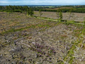 Cleared forest in the Eggegebirge, near Lichtenau, Paderborn district, site of a spruce forest that