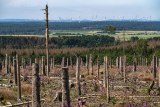 Cleared forest in the Eggegebirge, near Lichtenau, Paderborn district, site of a spruce forest that