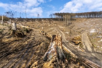 Cleared forest area north of the village of Öventrop, district of Arnsberg, dead spruce stands were