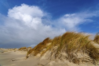 Dune landscape, sand dunes, dune grass in the west of Borkum, island, East Frisia, winter, season,