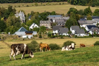 Cattle pasture near the village of Gevelinghausen, dairy cows grazing in a meadow, landscape in