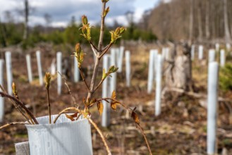 Reforestation in the Arnsberg Forest near Rüthen-Nettelstädt, Soest district, young trees in