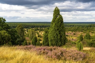 Flowering heath, heather and juniper bushes, near Wilseder Berg, in the Lüneburg Heath nature