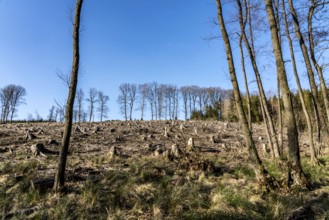 Cleared forest area north of the village of Hirschberg, Soest district, dead spruce stands were