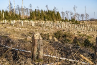 Cleared forest area north of the village of Hirschberg, Soest district, dead spruce stands were