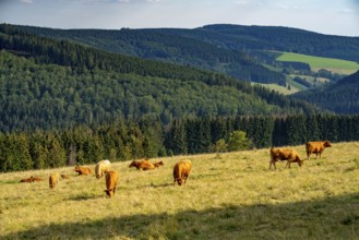 Landscape in the Rothaargebirge, Sauerland, near Langewiese, cattle on a pasture, view to the