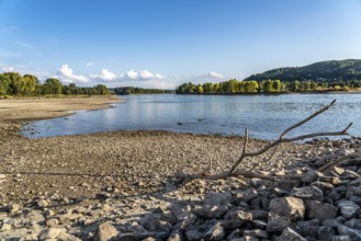 The Rhine at extremely low water, near Bad Honnef Rhöndorf, below the Drachenfels, Nonnenwerth