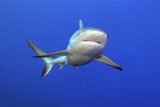 Grey reef shark (Carcharhinus amblyrhynchos) swims with spread fins and slightly open mouth towards