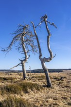 Noir Flohay ghost forest, remnants of a forest fire from 2011 in the High Fens, high moor, in the