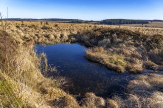 The High Fens, raised bog, in the Eifel and Ardennes region, High Fens-Eifel nature park Park,