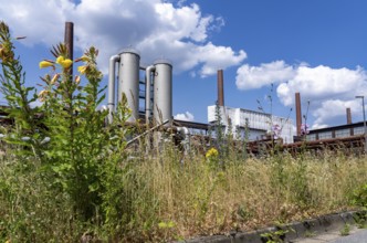 Nature at the Zollverein coking plant, Zeche Zollverein, flowering meadows between conveyor