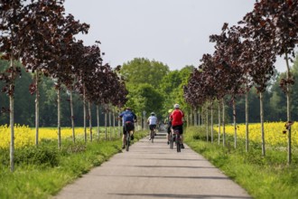 The avenue cycle path between Xanten and Marienbaum, Kalkar, on the Lower Rhine, former railway