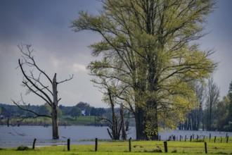 Bislicher Insel, nature reserve on the Lower Rhine near Xanten, formed from old Rhine arms, gravel