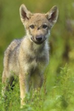 Wolf (Canis lupus), young wolf in forest, summer, Germany, Europe