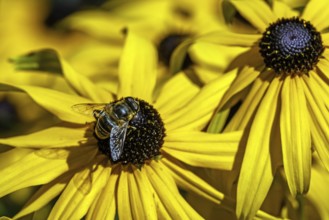 Hoverfly (Syrphidae) sits on a sunflower (Rudbeckia hirta), Baden-Württemberg, Germany, Europe