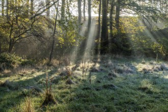 Autumn with morning sunshine in the forest, Fröndenberg, North Rhine-Westphalia, Germany, Europe