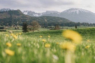 Dandelion in the Allgäu in front of the Alps and their beautiful mountains in Bavaria, Germany,