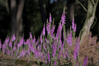 Sunlit Common foxglove (Digitalis purpurea) in the forest, Lower Rhine, North Rhine-Westphalia,