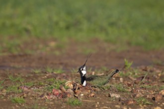 Northern lapwing (Vanellus vanellus) adult wading bird sitting on a nest in a farmland field in