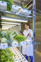 Dinslaken, North Rhine-Westphalia, Germany, Regional vegetable cultivation at the sewage treatment