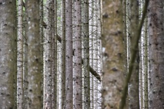 Spruce monoculture in Berchtesgaden National Park, abstract, symbol of unnatural forest, forestry,