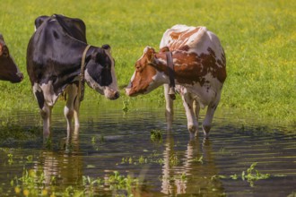 Holstein Friesian cattle stand in a puddle in a green meadow. A reflection of the cows and the