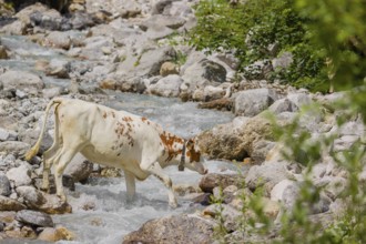 Holstein Friesian cattle crossing a creek on an alpine pasture. Eng valley, Austria, Europe