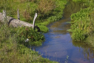 Bottrop-Gladbeck, North Rhine-Westphalia, Germany, grey heron, also known as a heron, on the