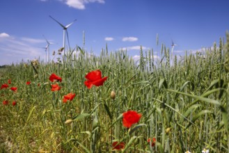 Lichtenau, North Rhine-Westphalia, Germany, flowering strip on a wheat field, poppies, behind a