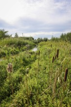 Bottrop-Gladbeck, North Rhine-Westphalia, Germany, Renaturalised Boye, the tributary of the