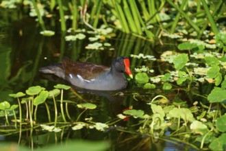 Moorhen (Gallinula chloropus), swimming on water, spring, Wakodahatchee Wetlands, Delray Beach,