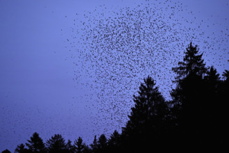 Approximately 1 million bramblings (Fringilla montifringilla), in flight over their roost at dusk,