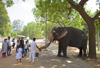 Sri Lankan pilgrims feeding the temple elephant at the Buddhist temple Ruhunu Maha Kataragama