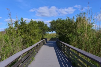 Wooden path leads through green bushes under a blue sky with clouds, illuminated by sunlight,