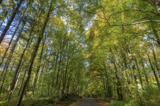 Autumnal beech forest (Fagus) on a village street Rehna, Mecklenburg-Vorpommern, Germany, Europe