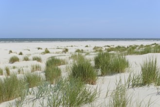 View of the foredune landscape with marram grass (Ammophila arenaria), extensive beach, blue sky,