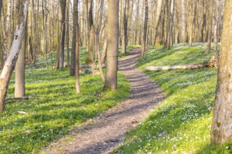 Path through the forest with flowering wood anemones (Anemone nemorosa) in spring, Petzschwitz,