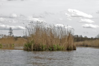 Drifting reed island on the Peene, island of old reeds, effect of motorboat traffic, Peene Valley