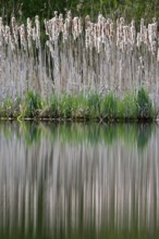 Alder quarry forest in the morning on the Peene with reflection of the trees in the water,