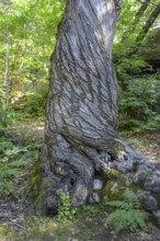 Twisted tree trunk, Grés d'Annot sandstone labyrinth hike, Alpes-de-Haute-Provence, France, Europe