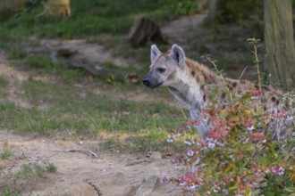 One young adult male spotted hyena (Crocuta crocuta), or laughing hyena standing behind some bushes