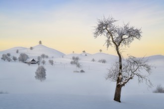 Snow-covered hilly landscape at dawn, Menzingen, Canton Zug, Switzerland, Europe