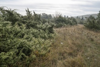 Juniper heath in autumn, common juniper (Juniperus communis), Craula juniper heath, near Craula,