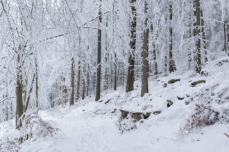 Forest path through the winter forest at Czorneboh, Lusatian Mountains, Saxony, Germany, Europe