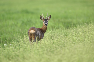 Roebuck (Capreolus capreolus), standing in a meadow, Lake Neusiedl National Park, Seewinkel,